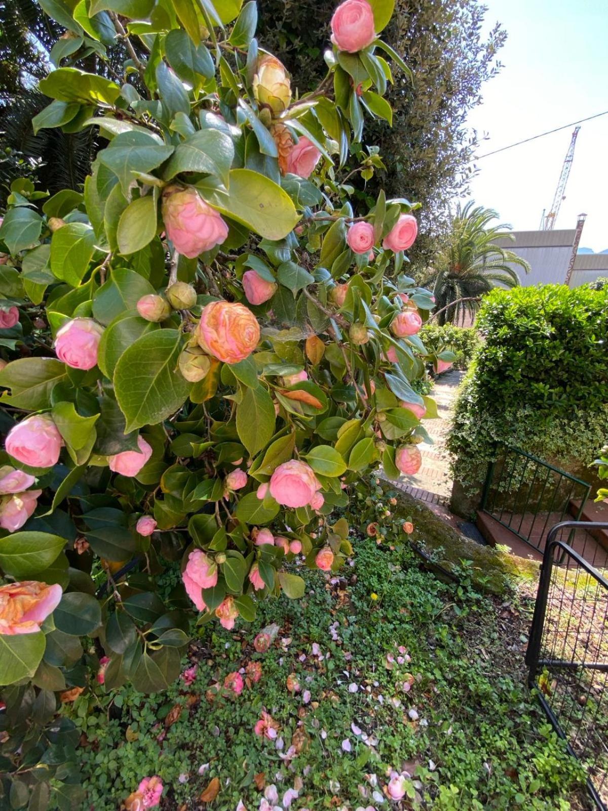 Caligo Bed and Breakfast La Spezia Buitenkant foto